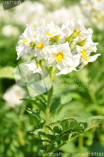 Image of Potato flower