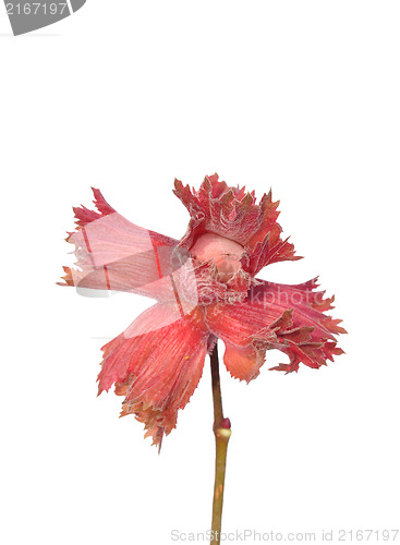 Image of Red hazel