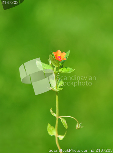 Image of Scarlet pimpernel (Anagallis arvensis)