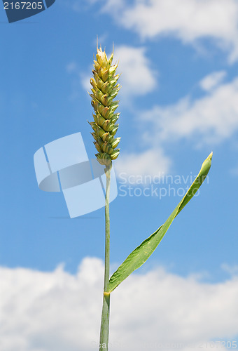 Image of Wheat (Triticum aestivum)