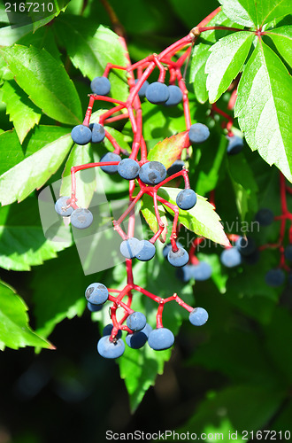 Image of Virginia creeper (Parthenocissus quinquefolia)