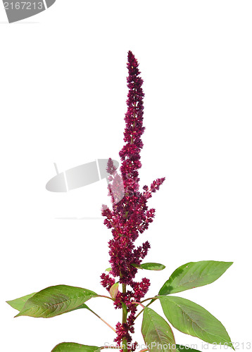 Image of Red amaranth (Amaranthus cruentus)