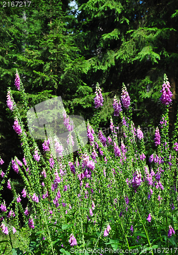 Image of Common foxglove (Digitalis purpurea)