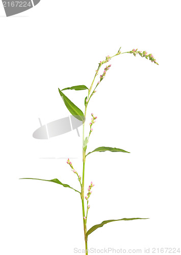 Image of Tasteless water-pepper (Persicaria dubia)