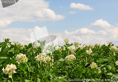 Image of Potato field