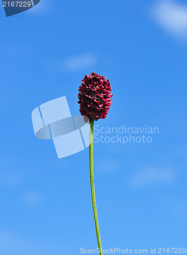 Image of Great burnet (Sanguisorba officinalis)