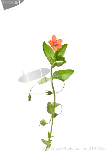 Image of Scarlet pimpernel (Anagallis arvensis)