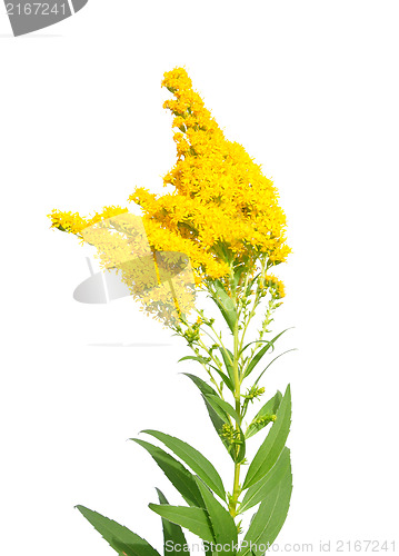 Image of Giant goldenrod (Solidago gigantea)