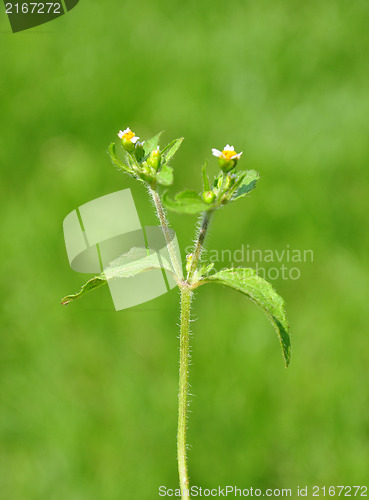 Image of Shaggy soldier (Galinsoga ciliata)