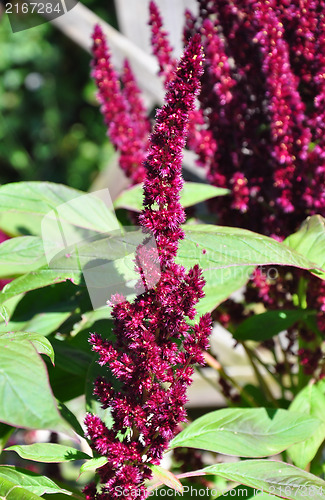 Image of Red amaranth (Amaranthus cruentus)