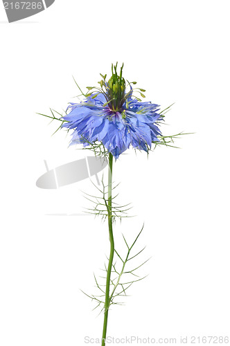 Image of Love-in-a-mist (Nigella damascena)