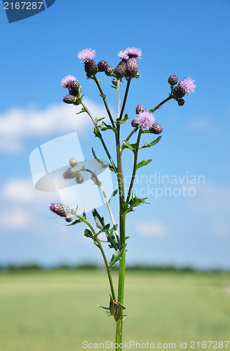 Image of Creeping thistle (Cirsium arvense)