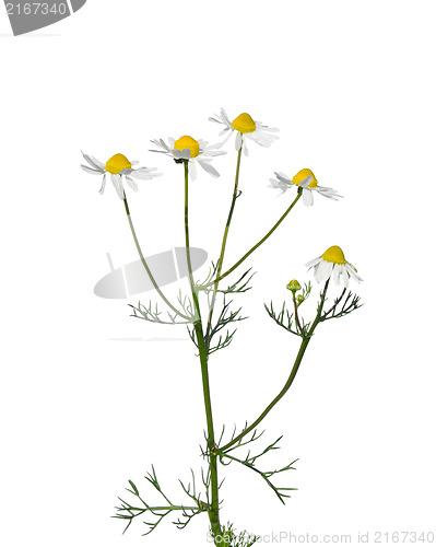 Image of German chamomile (Matricaria chamomilla)