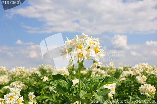 Image of Potato field