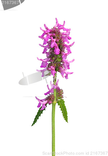 Image of Purple betony (Betonica officinalis)