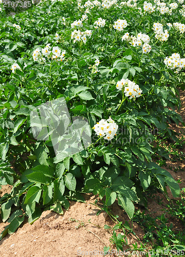 Image of Potato field