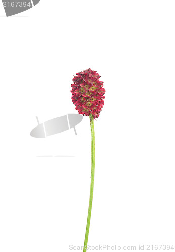 Image of Great burnet (Sanguisorba officinalis)