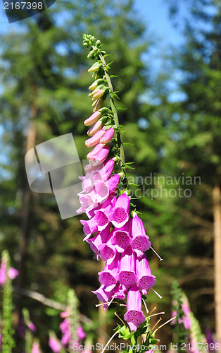 Image of Common foxglove (Digitalis purpurea)