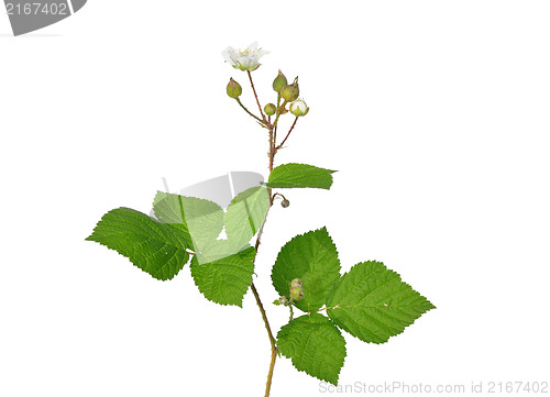 Image of Blackberry with flower