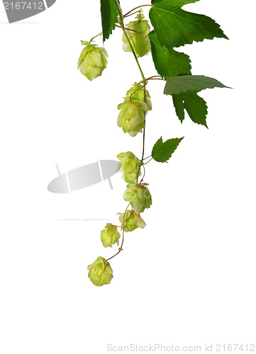 Image of Hop (Humulus lupulus)