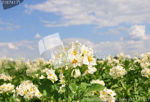 Image of Potato field