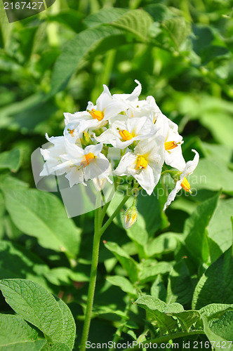 Image of Potato flower