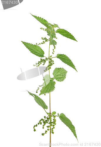 Image of Stinging nettle (Urtica dioica)