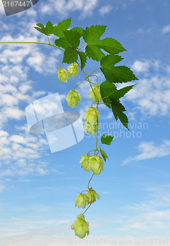 Image of Hop (Humulus lupulus)