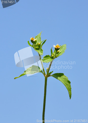 Image of Shaggy soldier (Galinsoga ciliata)