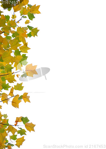 Image of Fall leaves