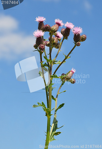 Image of Creeping thistle (Cirsium arvense)