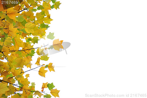 Image of Fall leaves