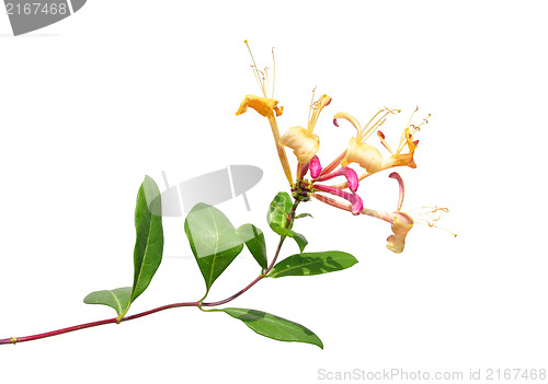 Image of Honeysuckle (Lonicera periclymenum)