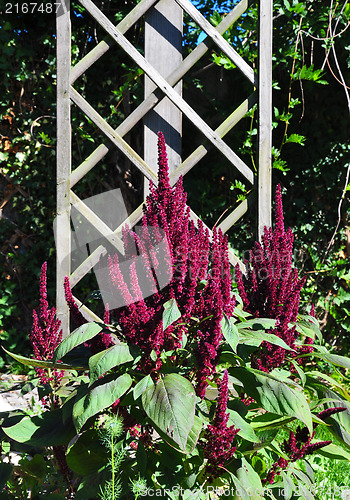 Image of Red amaranth (Amaranthus cruentus)