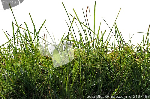 Image of The green grass on a white.