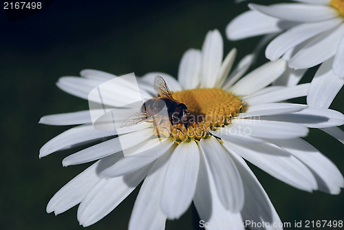 Image of Bee on a flower.