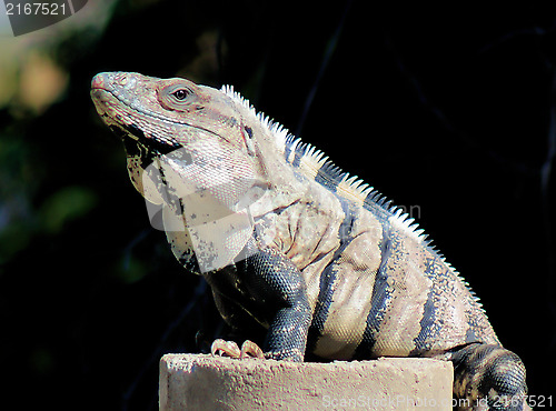 Image of Yucatan Native Iguana