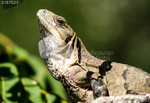 Image of Iguana