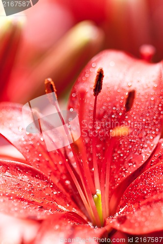 Image of lilly flowers with water drops