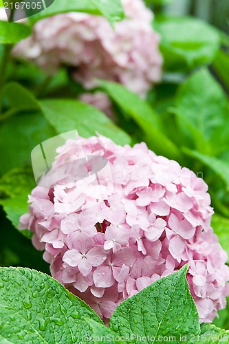 Image of pink hortensia