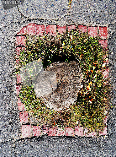 Image of stump in the centre of the liitle grass-plot