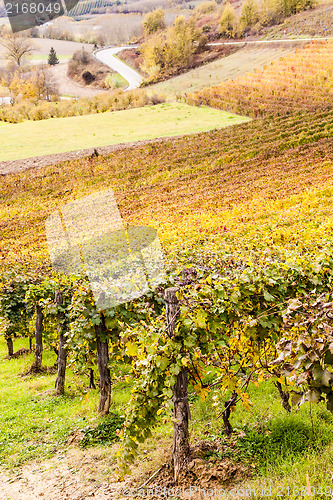 Image of Italian Vineyard