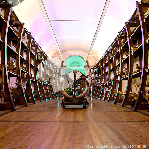 Image of Nature Museum interior