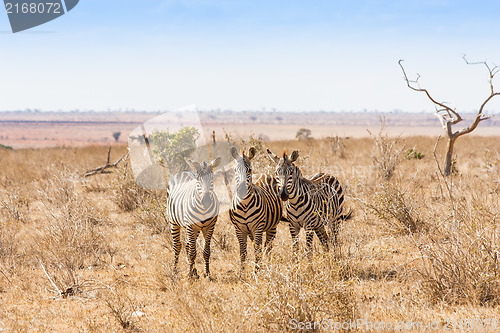 Image of Zebras looking to the camera