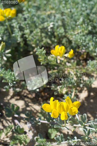 Image of Sand vegetation in blossom