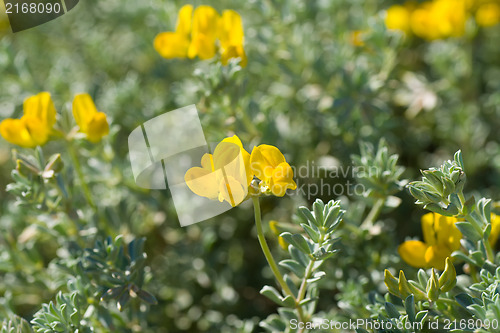 Image of Cretan birds foot trefoil