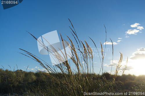 Image of Reeds