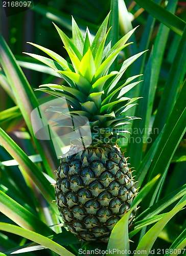 Image of Pineapple.