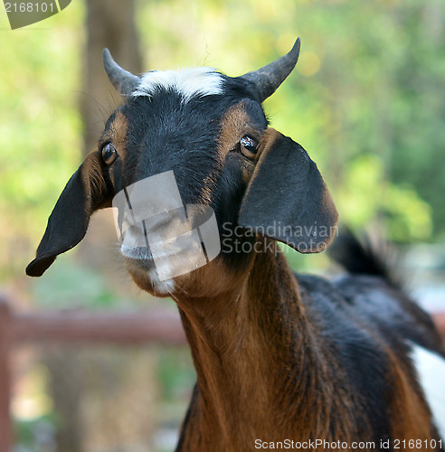 Image of goat