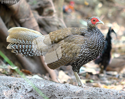 Image of pheasant